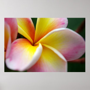 Frangipani nah poster