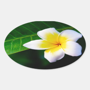 Frangipani Ovaler Aufkleber