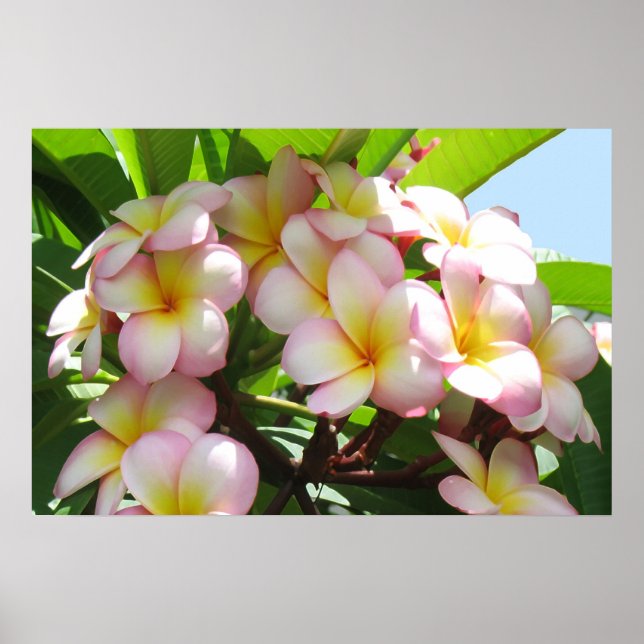 Frangipani Poster (Vorne)