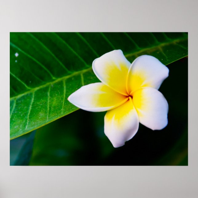 Frangipani Poster (Vorne)