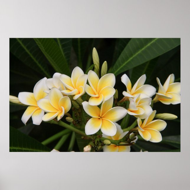 Frangipani Poster (Vorne)