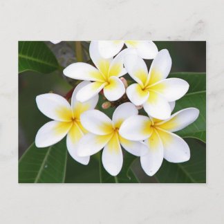 Frangipani Postkarte