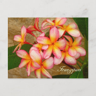 Frangipani Postkarte