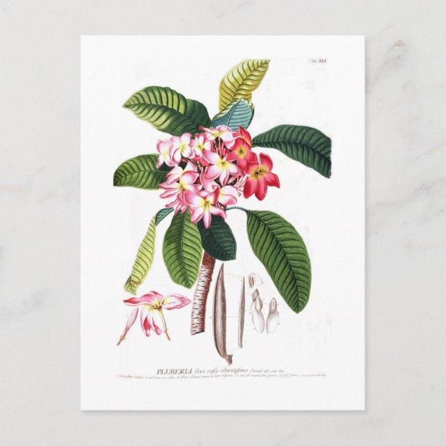 Frangipani Postkarte (Vorderseite)