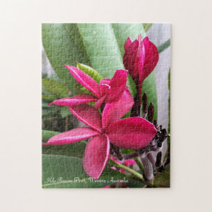 Frangipani-Puzzlespiel: Hilo Schönheit