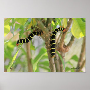 Frangipani-Raupe in Antigua Canvas Print Poster