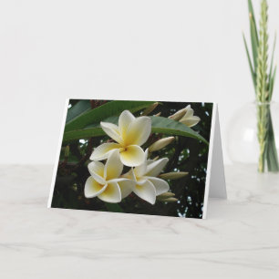 Frangipani Tree Blossoms Destination Peace Liebe F Karte