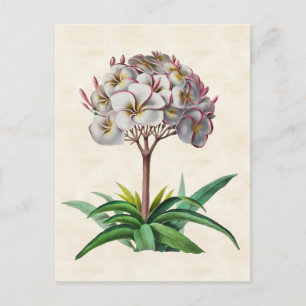 Frangipani Vintage Botanisch Postkarte