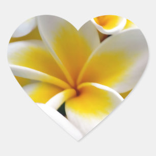 Frangipaniplumeria-Blumen-Foto Herz-Aufkleber