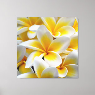 Frangipaniplumeria-Blumen-Foto Leinwanddruck