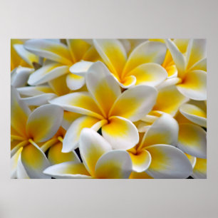 Frangipaniplumeria-Blumen-Foto Poster