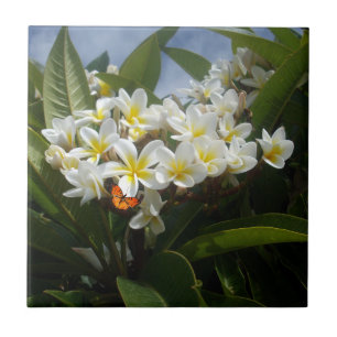 Frangipanis mit Schmetterling, Keramik Tile Fliese