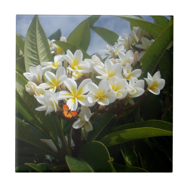 Frangipanis mit Schmetterling, Keramik Tile Fliese (Vorderseite)
