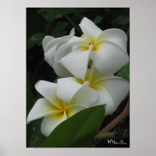 Frangipanis Poster Prints
