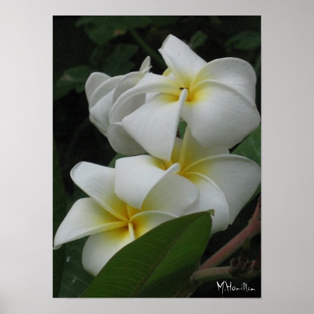 Frangipanis Poster Prints (Vorne)