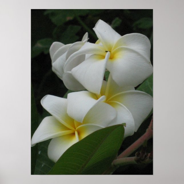 Frangipanis Poster Prints (Vorne)