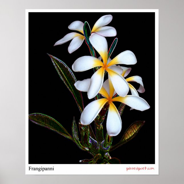 Frangipanni Poster (Vorne)