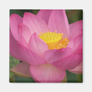 Franklin NC, Perry Water Garden, Lotus 2 Magnet