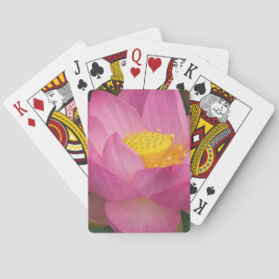 Franklin NC, Perry Water Garden, Lotus 2 Spielkarten