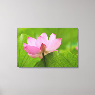 Franklin NC, Perry Water Garden, Lotus Leinwanddruck