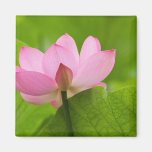 Franklin NC, Perry Water Garden, Lotus Magnet