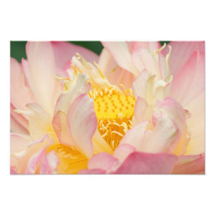 Franklin NC, Perry Water Garden, Lotus mit Fotodruck