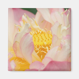 Franklin NC, Perry Water Garden, Lotus mit Magnet