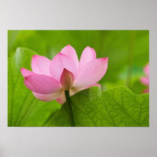 Franklin NC, Perry Water Garden, Lotus Poster