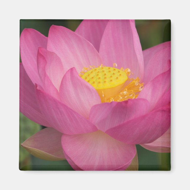 Franklin NC, Perrys Wassergarten, Lotus 2 Magnet (Vorne)