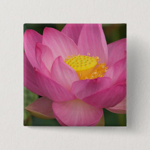 Franklin NC, Perry's Water Garden, Lotus 2 Button
