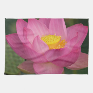 Franklin NC, Perry's Water Garden, Lotus 2 Geschirrtuch