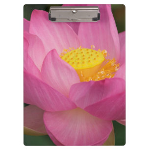 Franklin NC, Perry's Water Garden, Lotus 2 Klemmbrett