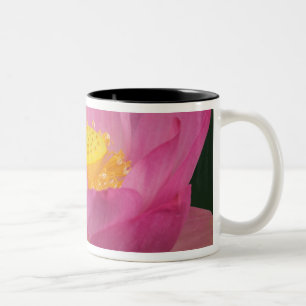 Franklin NC, Perry's Water Garden, Lotus 2 Zweifarbige Tasse