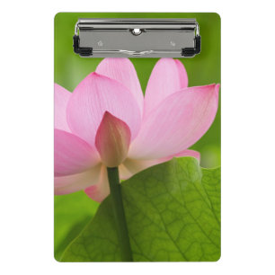 Franklin NC, Perry's Water Garden, Lotus Mini Klemmbrett