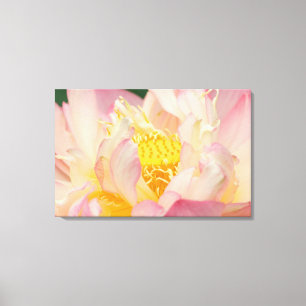 Franklin NC, Perry's Water Garden, Lotus mit Leinwanddruck