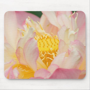 Franklin NC, Perry's Water Garden, Lotus mit Mousepad