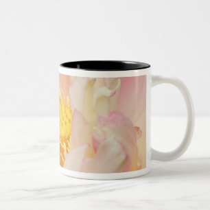 Franklin NC, Perry's Water Garden, Lotus mit Zweifarbige Tasse
