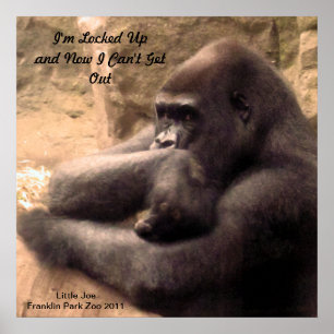Franklin-Park-Zoo-Gorilla-Druck Poster