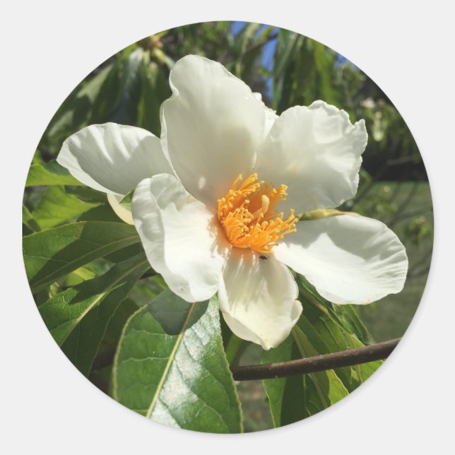 Franklinia alatamaha runder aufkleber (Vorderseite)
