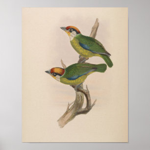 Franklins Bartvogel von John Gould Druck Poster