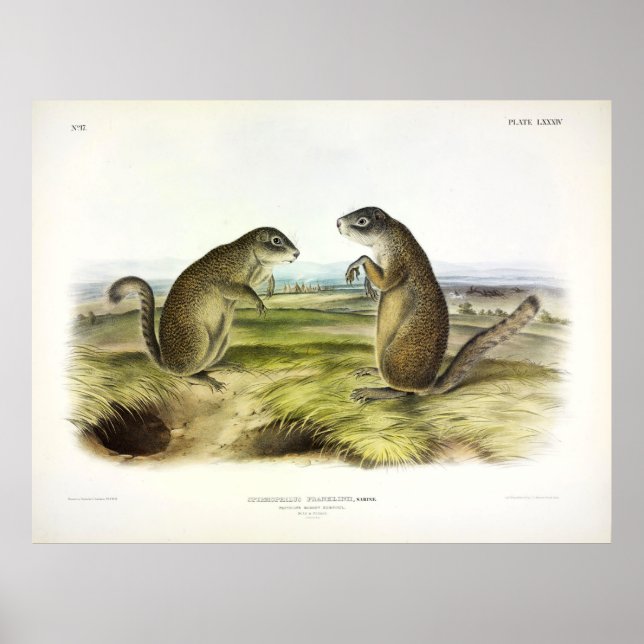 Franklins Marmot-Eichhörnchen oder Erdeichhörnchen Poster (Vorne)