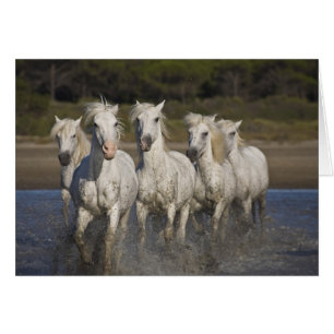 Frankreich, Camargue. Pferde laufen