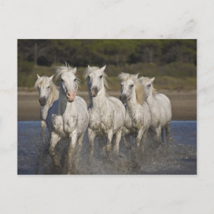 Frankreich, Camargue. Pferde laufen durch die 2 Postkarte