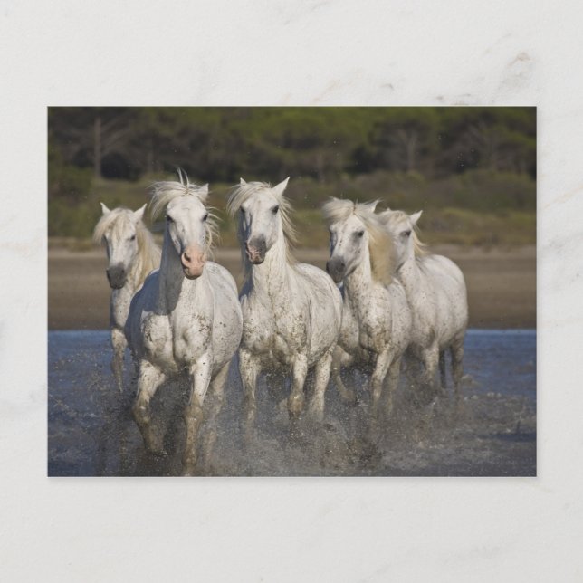 Frankreich, Camargue. Pferde laufen durch die 2 Postkarte (Vorderseite)
