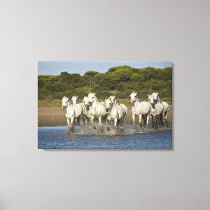Frankreich, Camargue. Pferde laufen durch die Münd Leinwanddruck