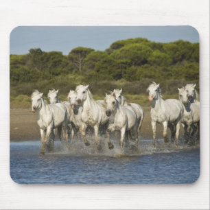 Frankreich, Camargue. Pferde laufen durch die Münd Mousepad