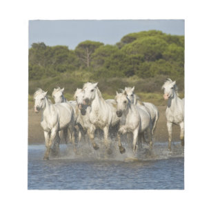 Frankreich, Camargue. Pferde laufen durch die Münd Notizblock