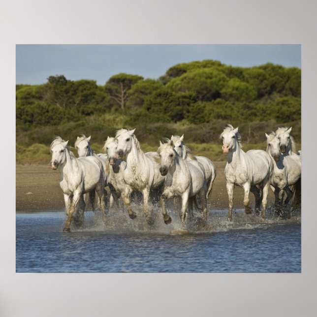 Frankreich, Camargue. Pferde laufen durch die Münd Poster (Vorne)