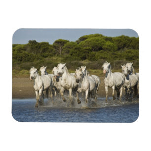 Frankreich, Camargue. Pferde laufen gelassen durch Magnet