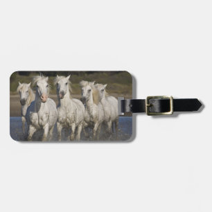 Frankreich, Camargue. Pferde laufen Gepäckanhänger